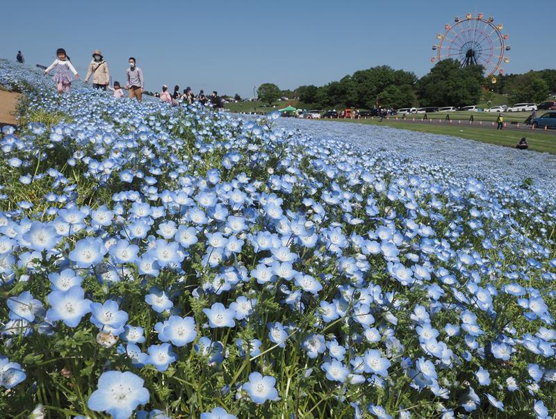 東京ドイツ村の「みはらしの丘」を彩るネモフィラ＝３０日、袖ケ浦市