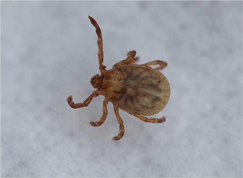 日本紅斑熱の原因となるマダニ(県衛生研究所提供)