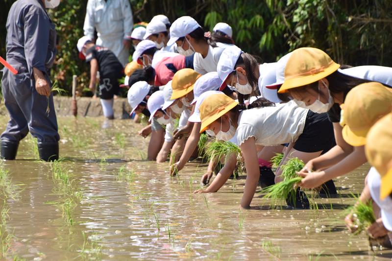 横一列になって苗を植える嶺南小児童＝１９日、南房総市