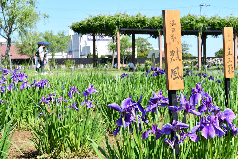 初夏の訪れを告げる恒例イベント「あやめ祭り」が開幕し、涼しげなハナショウブが咲き誇っている。見頃は６月１０日ごろ＝２８日、香取市の水郷佐原あやめパーク