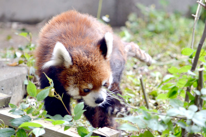 約2カ月ぶりに展示場に戻ってきた風太=9日、千葉市若葉区の千葉市動物公園