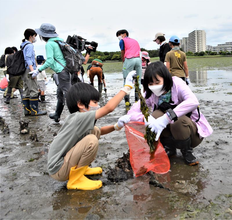 習志野ＰＲ大使でタレントの鈴川さんも親子で谷津干潟に入り、アオサ回収などに奮闘＝１１日、習志野市