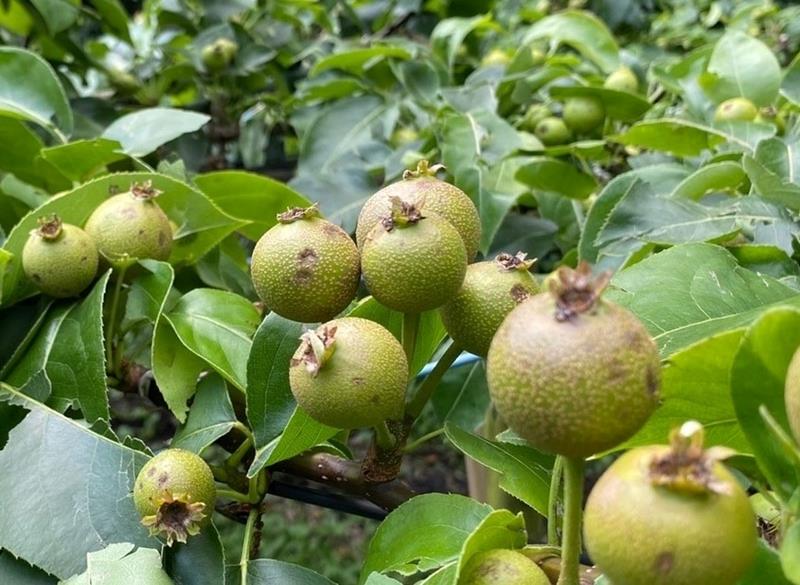 ひょうが直撃し実がえぐれた梨＝４日、市川市（ＪＡいちかわ提供）