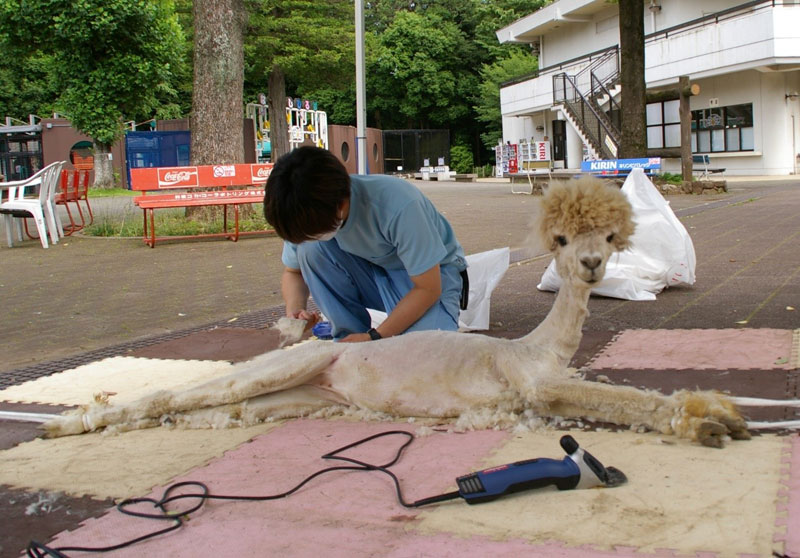 もうすぐ２歳の「マシュ」は頭のてっぺんだけ毛を残した（市川市動植物園提供）