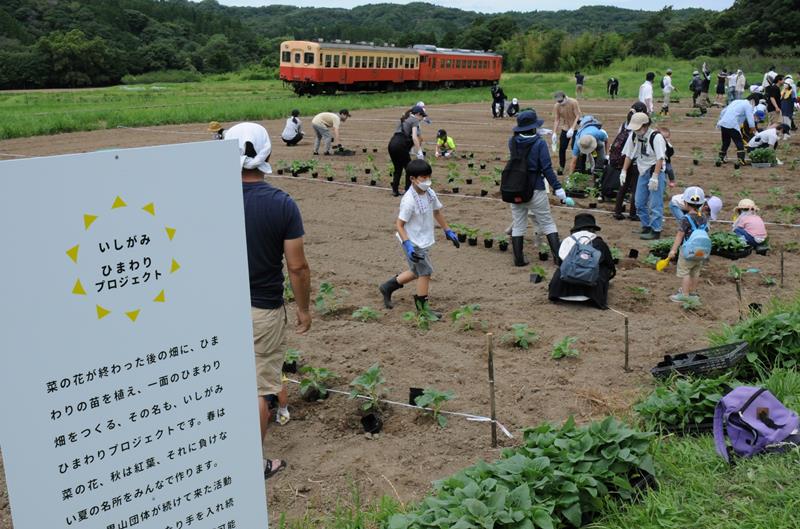 小湊鉄道沿線の農地で、ヒマワリの苗を植える家族連れら＝９日、市原市