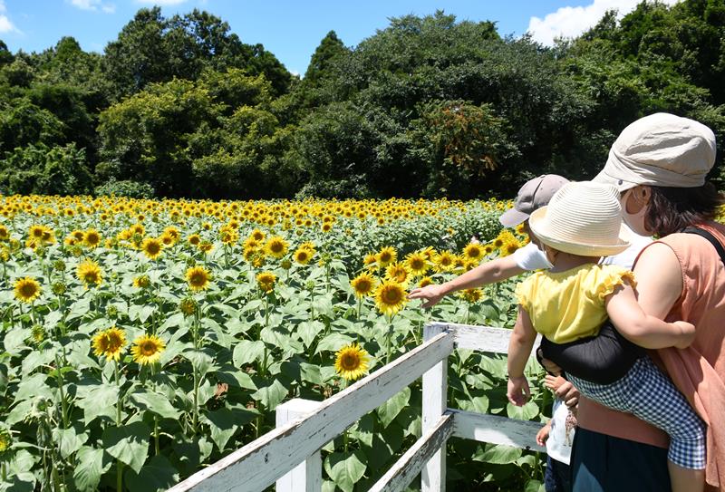 成田ゆめ牧場に広がるヒマワリ畑を眺める家族＝２９日、成田市