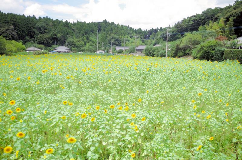 昨年７月の金谷郷地区のヒマワリ畑の様子。今年から管理団体の解散で作付けが行われなくなった＝大網白里市