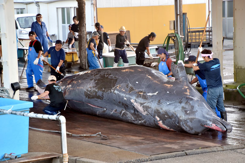 初水揚げされた雄のツチクジラ＝３日、南房総市