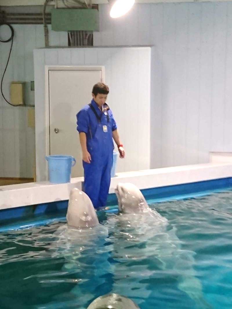 鴨川シーワールドでベルーガの飼育を担当していた頃の茶森巡査（本人提供）