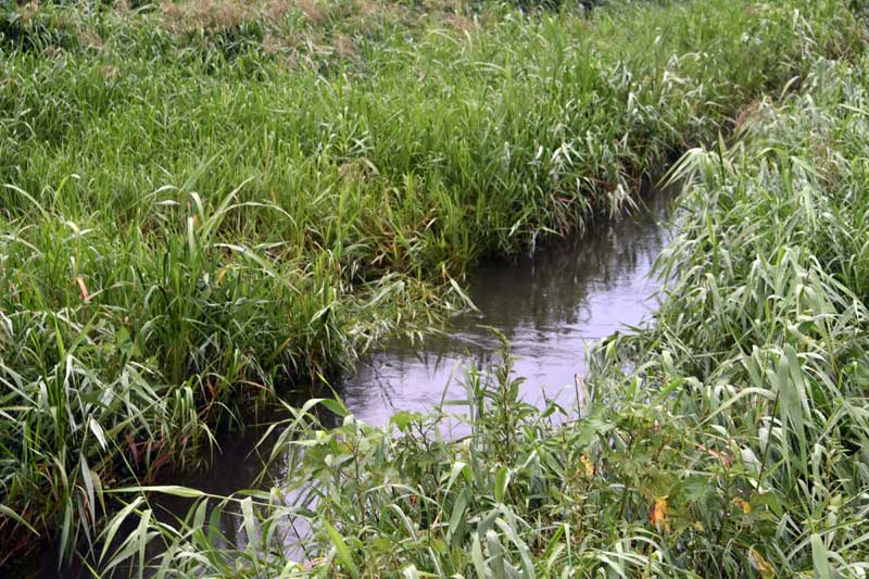 現場は水かさが増しており、排水溝が見えない状態だった＝２日午後５時３５分ごろ、千葉市中央区生実町の生実川
