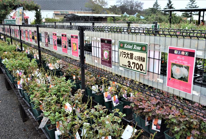 バラ苗の品種ごとに特徴を分かりやすく表示して販売するガーデンセンター