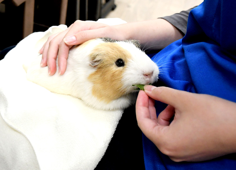 膝に抱えられながら餌を食べるモルモット＝成田市の成田ゆめ牧場