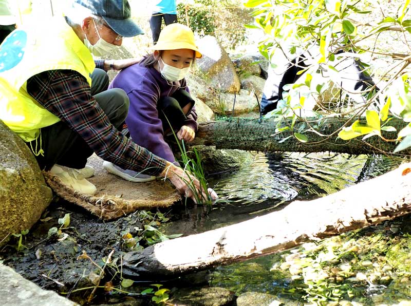 ホタルの幼虫放流