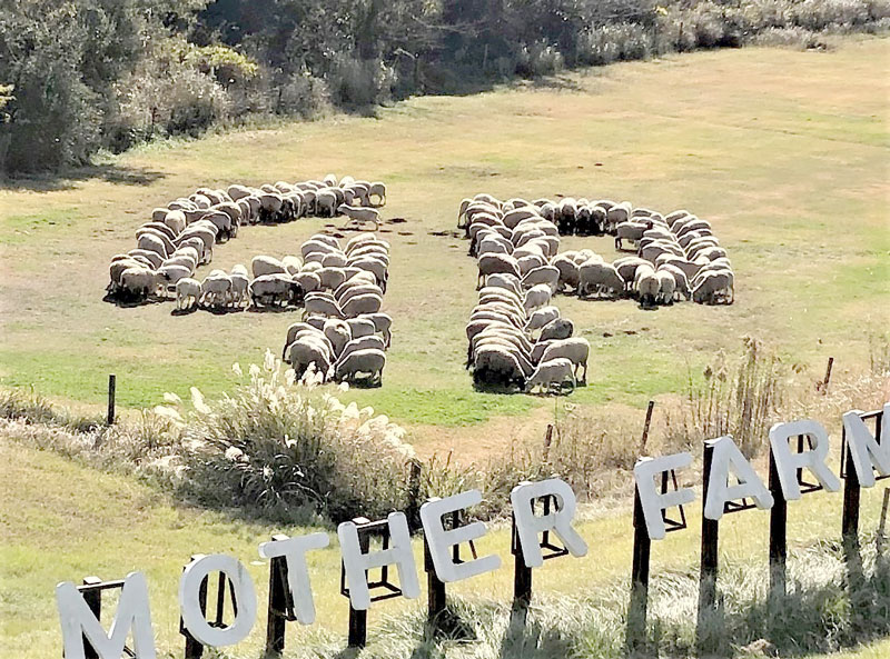 約250匹のヒツジが描き出す「卯」=富津市