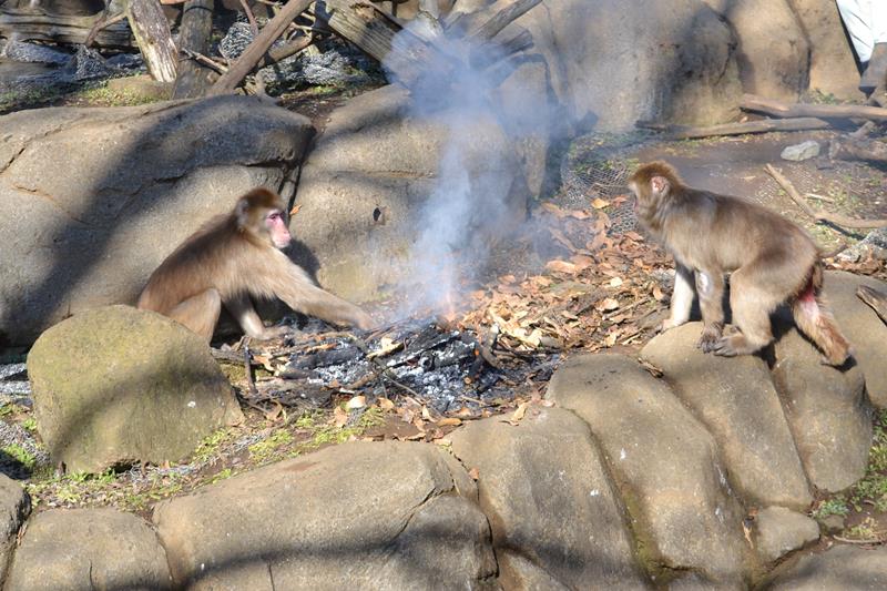 焼き芋を食べようとたき火に手を伸ばすニホンザル＝２０日、千葉市若葉区の市動物公園