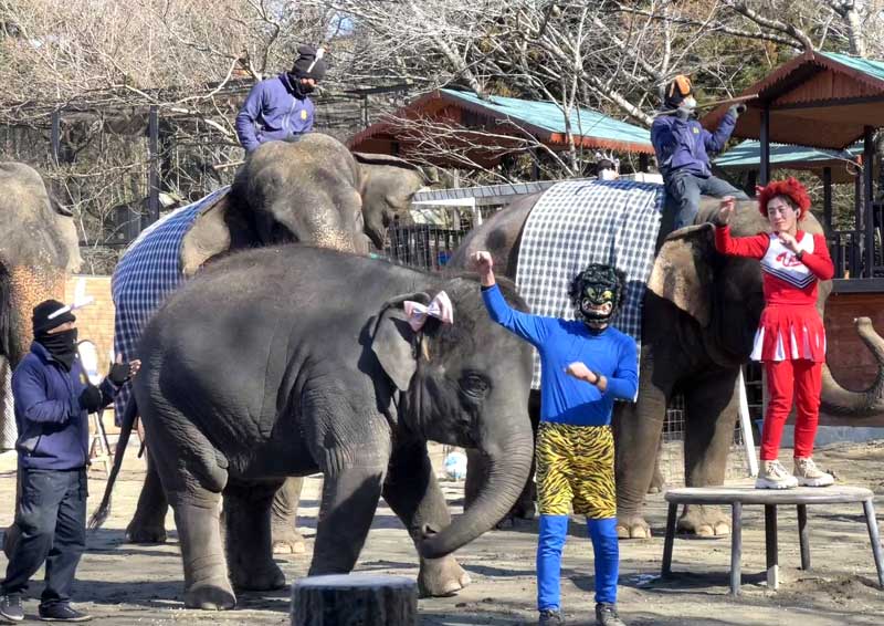 「きつねダンス」を踊り、長い鼻や手招きで福を呼び込むゾウと鬼たち