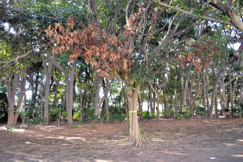 ナラ枯れの被害にあった木。葉が茶色に変色している=千葉市美浜区の袖ケ浦第4緑地