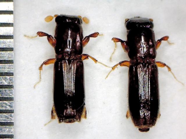 カシノナガキクイムシの雄(左)と雌(県森林課提供)