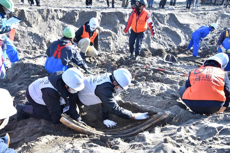 コククジラの骨を掘り起こす中学生ら＝南房総市