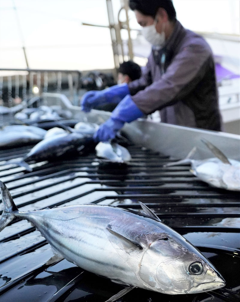 勝浦漁港に水揚げされた初ガツオ＝１日朝、勝浦市