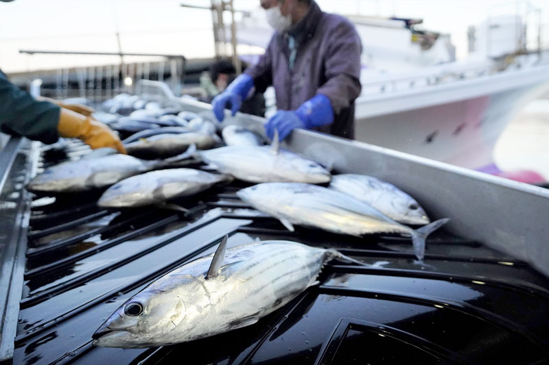 勝浦漁港に水揚げされた初ガツオ＝１日朝、勝浦市