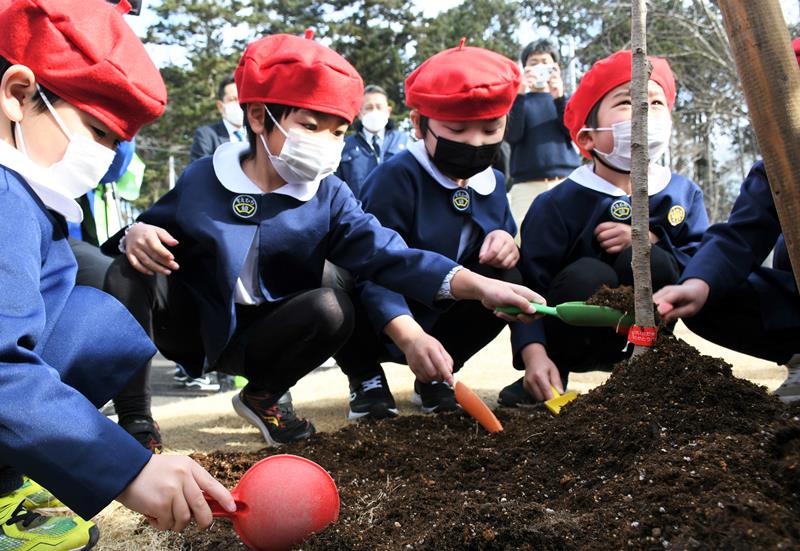 一生懸命になって桜を植樹する園児たち＝富里市