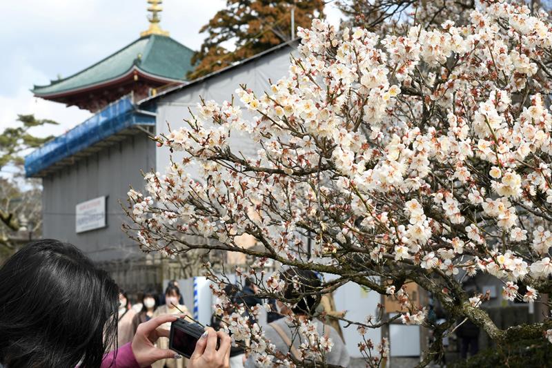 見頃を迎え成田山新勝寺の参拝客の目を楽しませている梅＝２５日、成田市