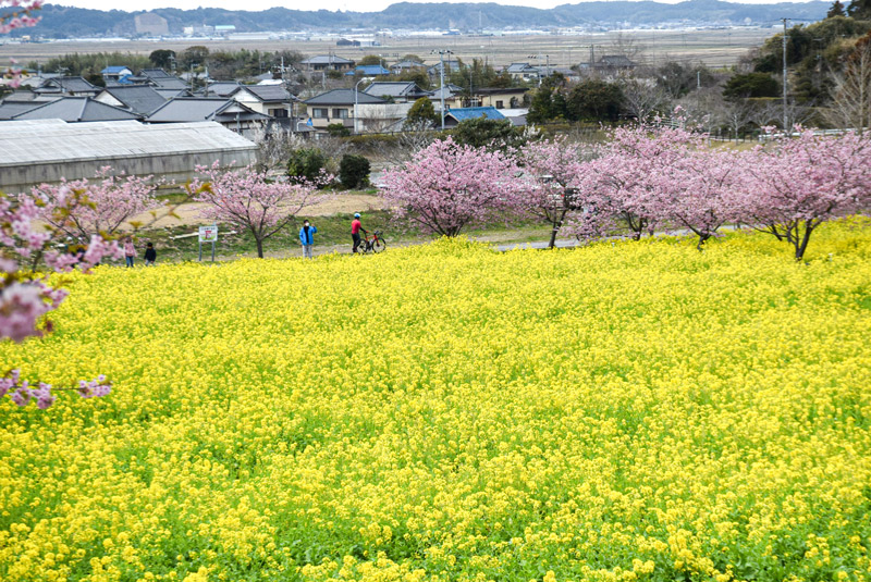 黄色いじゅうたんのように広がる菜の花畑とピンク色の河津桜