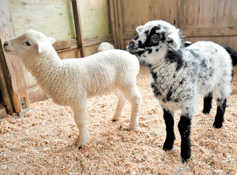 成田ゆめ牧場で生まれた白と黒のブチ柄のヒツジ（右）と一般的な白毛のヒツジ＝成田市