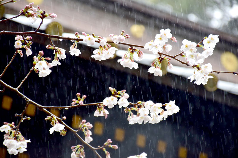 花開いた社殿前の桜＝１８日、一宮町の玉前神社