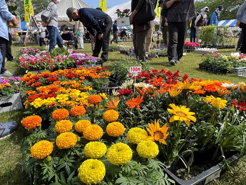にぎわう園芸まつり＝市原市農業センター