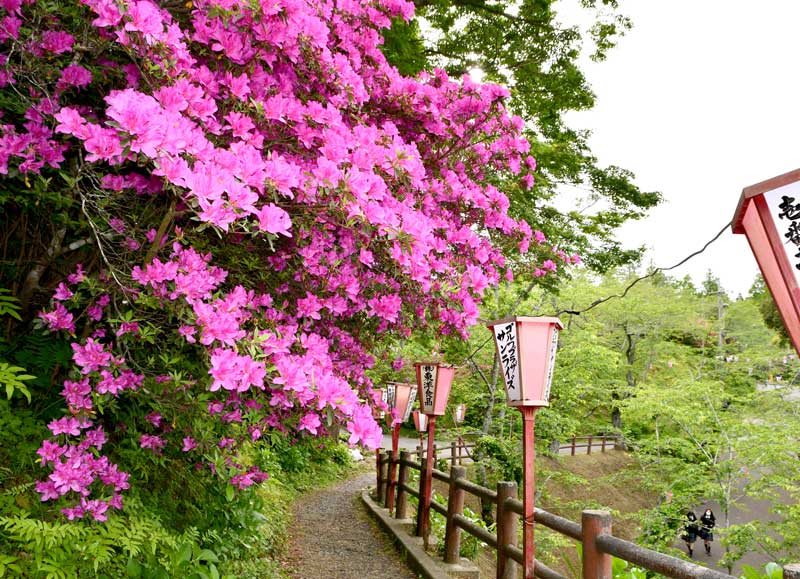 見頃を迎えている小見川城山公園のツツジ＝香取市