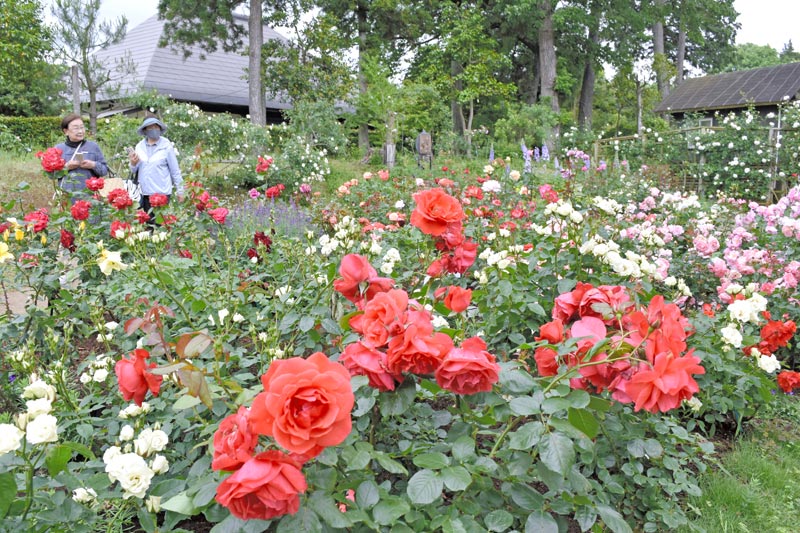 ２５００株のバラが咲き誇る佐倉草ぶえの丘のバラ園＝佐倉市