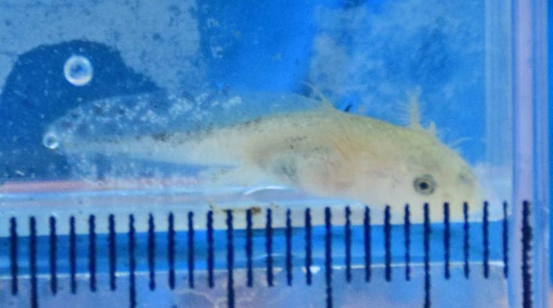 ２・５センチほどに成長したトウキョウサンショウウオの幼生