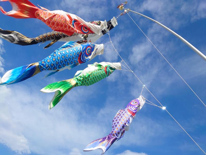 金田さんの染めた江戸手描きこいのぼり（秀光人形工房提供）