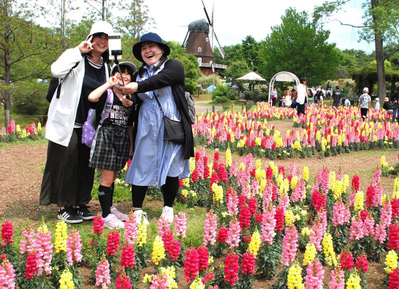 ふなばしアンデルセン公園で見頃を迎えた金魚草の花迷路。大型連休期間の来園客を楽しませている＝船橋市