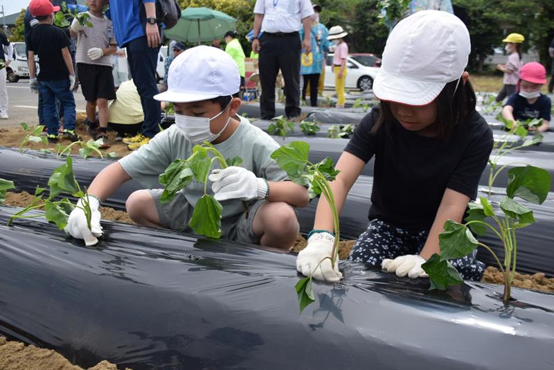 サツマイモの苗を植える子どもたち＝匝瑳市