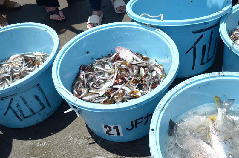 地引き網で取れた魚