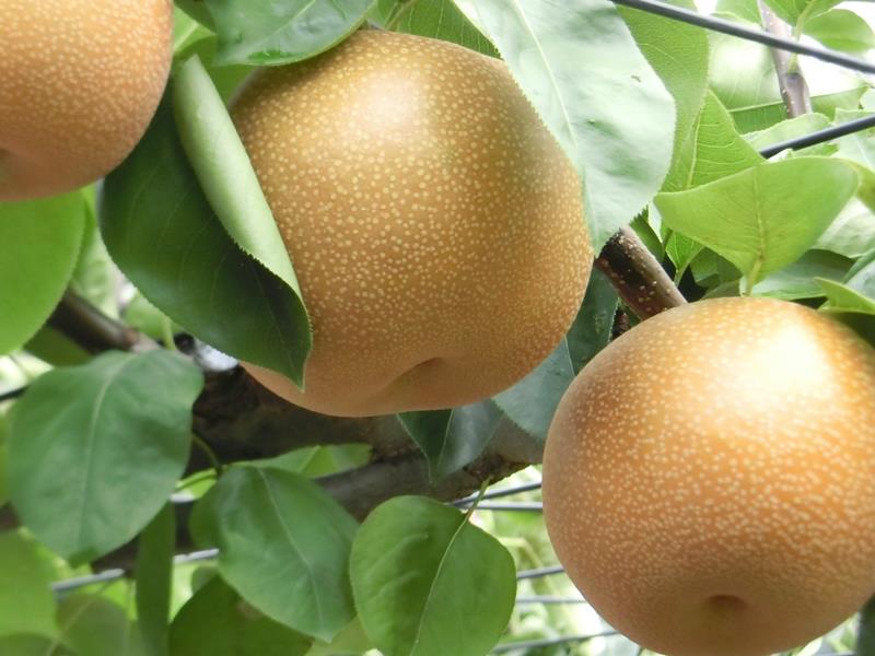 鎌ケ谷市特産の梨。今年もネット販売が行われる（同市役所提供）