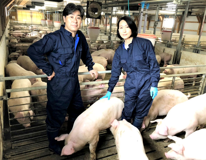 清潔な肥育舎の内部(清和畜産提供)