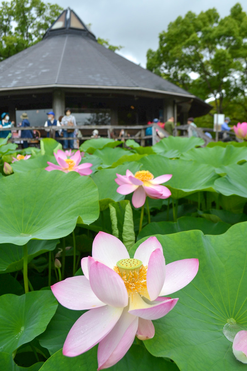 鮮やかなピンク色の大輪が来園者を楽しませている＝２２日午前９時半ごろ、千葉市中央区の千葉公園
