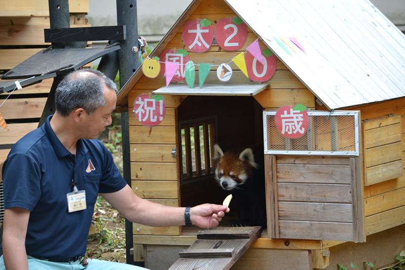 飼育員が差し出すリンゴに興味を示す風太＝５日、千葉市若葉区の市動物公園