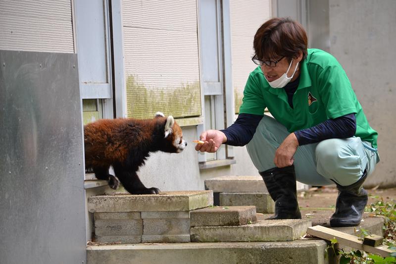 体調不良を乗り越え、展示を再開した時の風太。飼育員の水上さんがあげるリンゴに興味津々＝昨年６月、千葉市若葉区の市動物公園