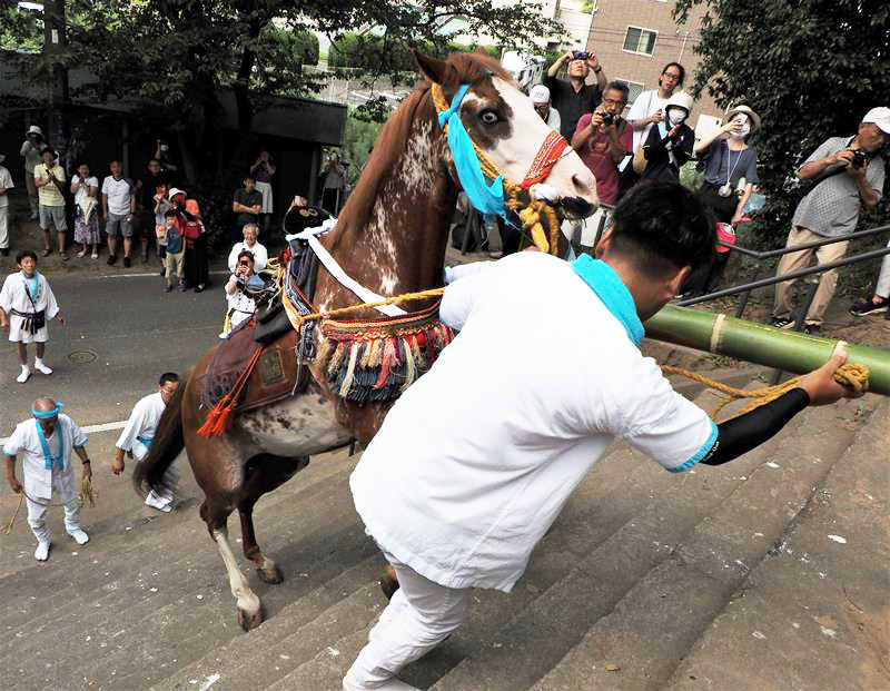 神社麓の石段を一気に駆け上がる神馬＝２２日、君津市