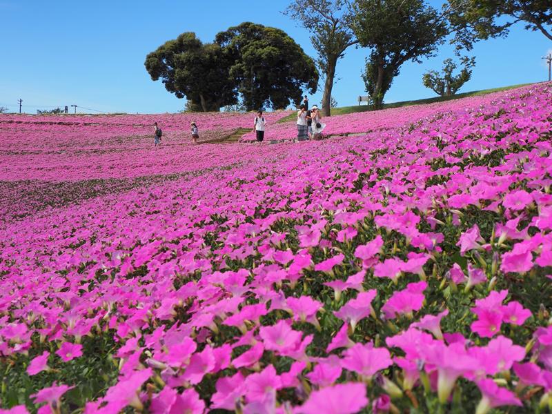 見頃を迎えたマザー牧場のペチュニア「桃色吐息」＝３日、富津市
