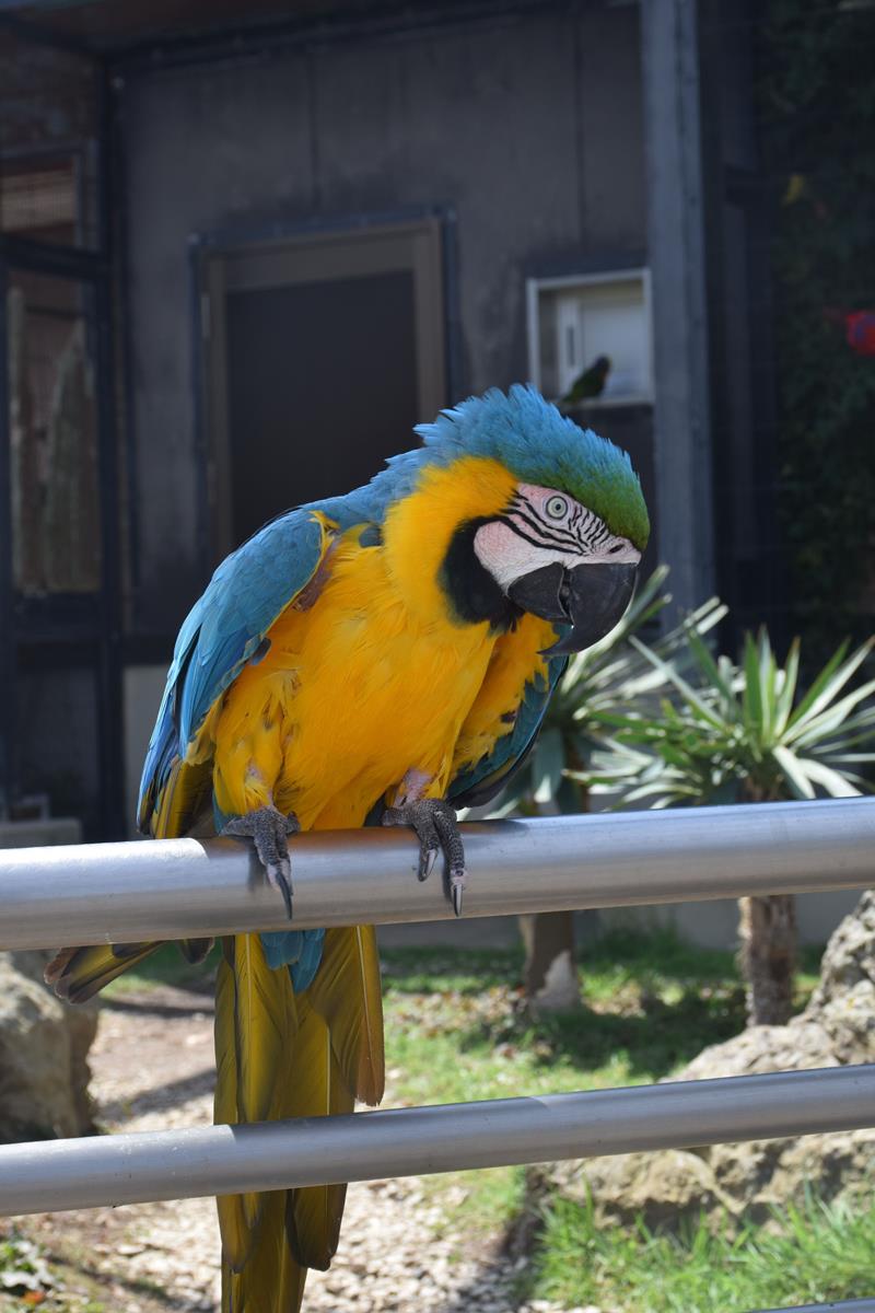 飼育体験できるインコ（アロハガーデンたてやま提供）