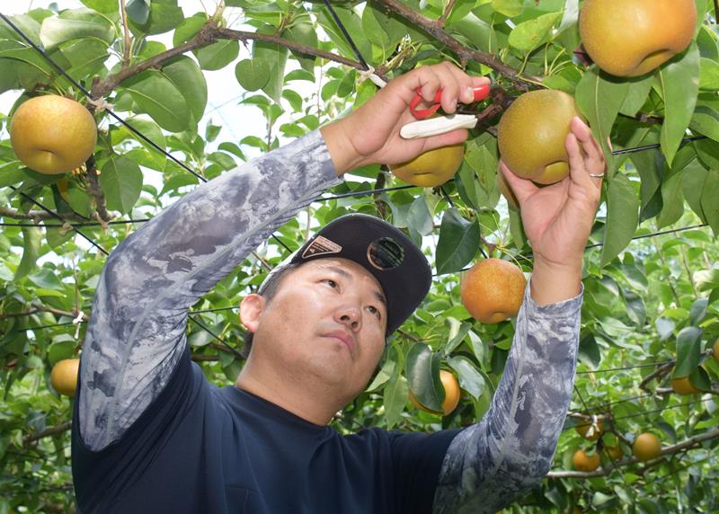 丹精込めて育てた幸水を収穫する会田容一郎さん＝一宮町
