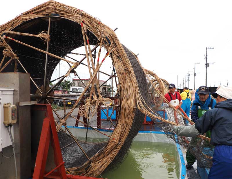 豊作を願い、ノリ種付け作業に取り組む新富津漁協の生産者=24日、富津市