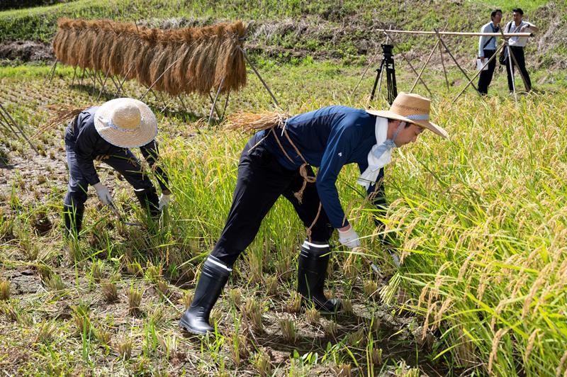 棚田で稲刈りを体験する熊谷知事（右）＝県観光企画課提供