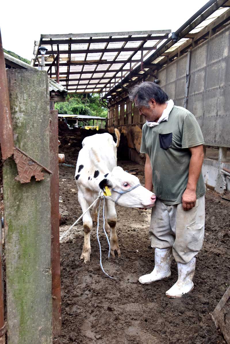 濁流に流されたものの奇跡的に救助され、３日ぶりに戻ってきた雌の牛と吉野さん＝１１日、鴨川市